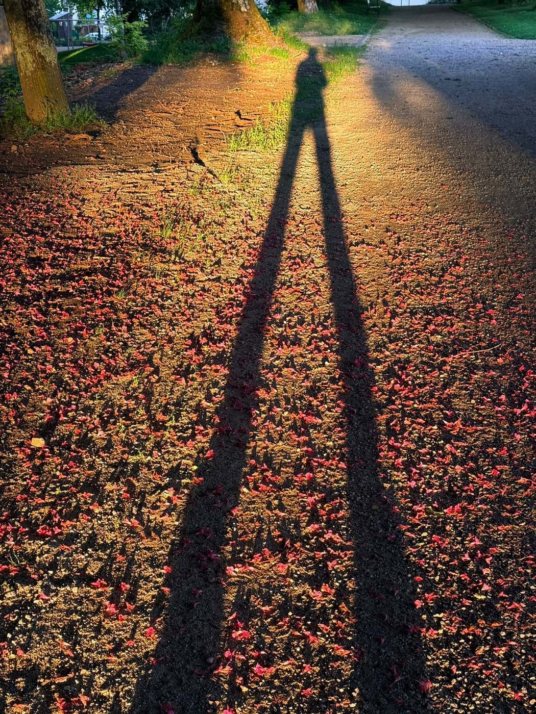 Atelier individuel, un chemin au soleil